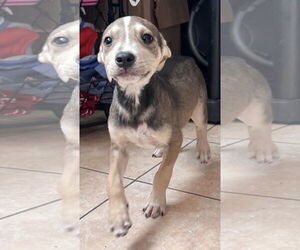 Thunder - Male American Staffordshire Terrier-Unknown Mix Dog for Adoption - Photo #6