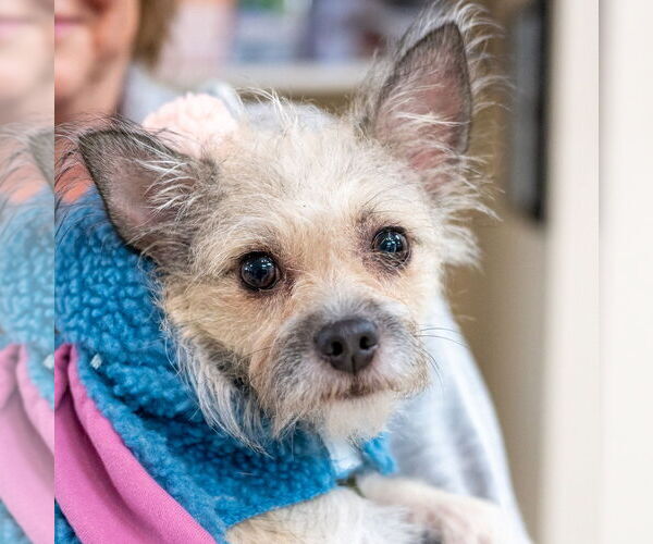 Medium Photo #2 Chihuahua-Unknown Mix Puppy For Sale in Mundelein, IL, USA