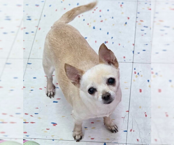 Medium Photo #6 Chihuahua Puppy For Sale in Chino Hills, CA, USA