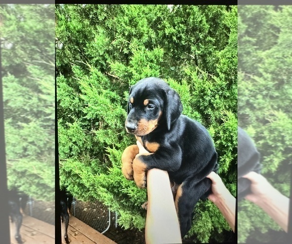 Medium Photo #2 Doberman Pinscher Puppy For Sale in LIVINGSTON, LA, USA