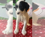 Puppy 6 English Setter-Goldendoodle Mix