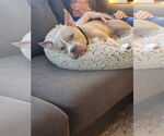 Small #17 American Pit Bull Terrier Mix
