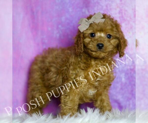 Medium Photo #45 Cavapoo (Miniature) Puppy For Sale in WARSAW, IN, USA
