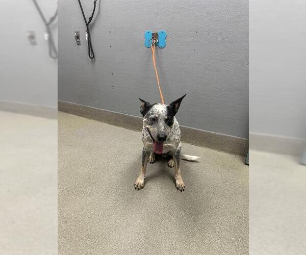 Medium Photo #1 Mutt Puppy For Sale in Las Vegas, NV, USA