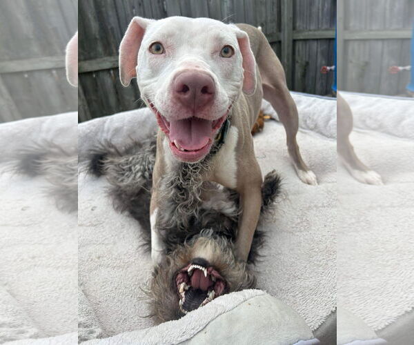 Medium Photo #29 American Pit Bull Terrier-Unknown Mix Puppy For Sale in Germantown, OH, USA
