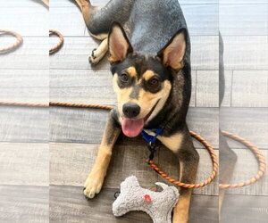 Scout - Female Mutt Dog for Adoption - Photo #2