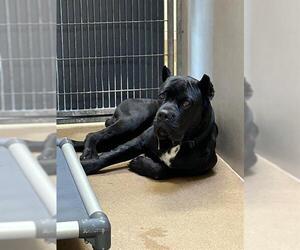 Mutt Dogs for adoption in Martinez, CA, USA