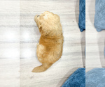 Small Photo #14 Goldendoodle (Miniature) Puppy For Sale in MILLERSBURG, OH, USA