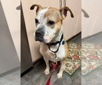 Small #8 American Pit Bull Terrier Mix