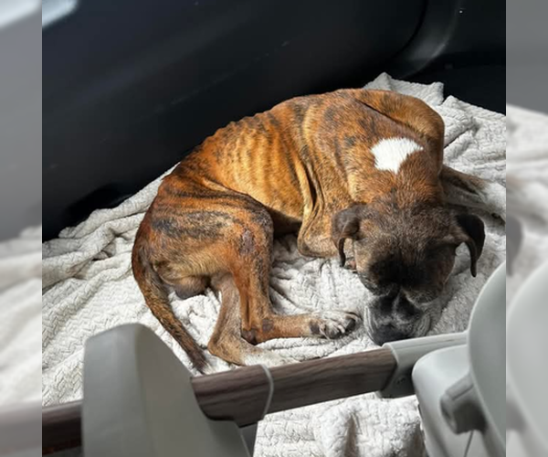 Medium Photo #7 Boxer Puppy For Sale in Burnsville, MN, USA