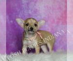 Small Photo #11 Chihuahua Puppy For Sale in WARSAW, IN, USA