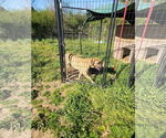 Small #3 Fila Brasileiro