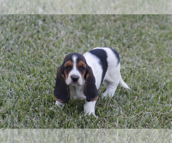 Medium Photo #69 Basset Hound Puppy For Sale in MEMPHIS, MO, USA