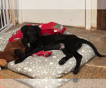 Small #3 Labrador Retriever Mix