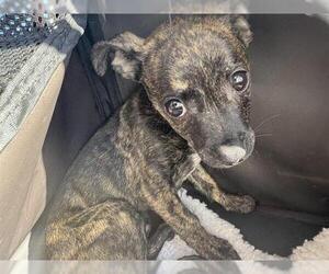 Chihuahua-Unknown Mix Dogs for adoption in San Antonio, TX, USA