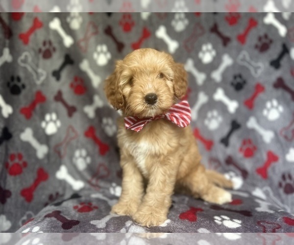 Medium Photo #5 Cavapoo Puppy For Sale in LAKELAND, FL, USA