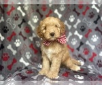 Small #4 Cavapoo