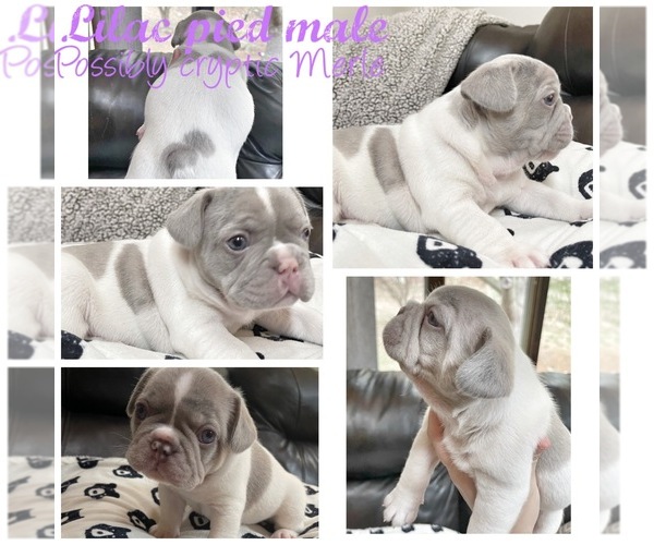 Medium Photo #1 French Bulldog Puppy For Sale in CHESTER, NY, USA