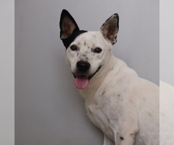 Medium Photo #1 American Staffordshire Terrier-Unknown Mix Puppy For Sale in San Antonio, TX, USA