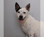 Small American Staffordshire Terrier Mix
