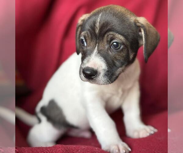 Medium Photo #4 Jack Russell Terrier-Unknown Mix Puppy For Sale in San Diego, CA, USA