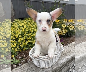 Pembroke Welsh Corgi Puppy for sale in MIDDLEBURY, IN, USA