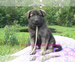 Small #1 German Shepherd Dog