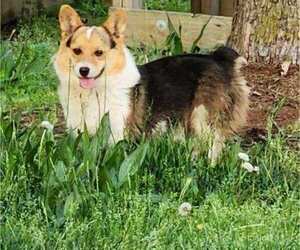 Father of the Pembroke Welsh Corgi puppies born on 04/24/2023