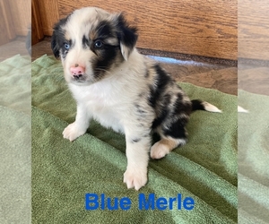 Australian Shepherd Puppy for sale in SURPRISE, NE, USA