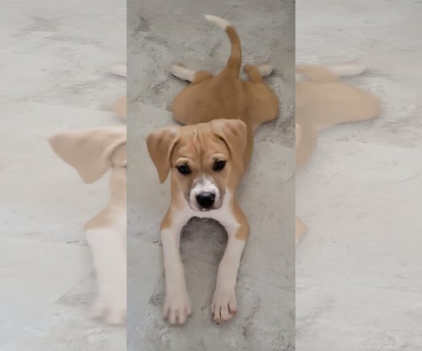 Medium Photo #3 Beagle-Unknown Mix Puppy For Sale in Spring, TX, USA