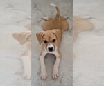 Small #2 Beagle Mix