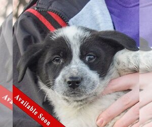 Basset Hound-Border Collie Mix Dogs for adoption in Huntley, IL, USA