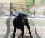 Small Labrador Retriever Mix