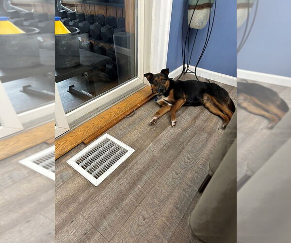 Medium Photo #3 Mutt Puppy For Sale in Springdale, PA, USA