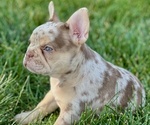 Small #2 French Bulldog