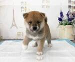 Small Photo #5 Shiba Inu Puppy For Sale in MONTEREY PARK, CA, USA