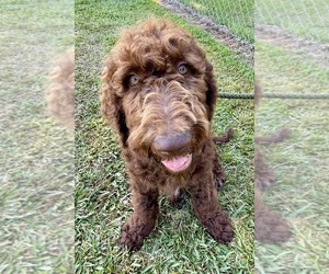 Medium Goldendoodle