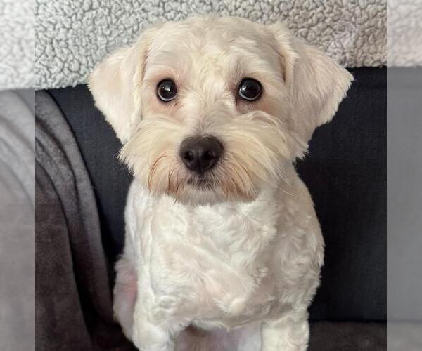 Medium Photo #2 Maltipoo (Miniature) Puppy For Sale in San Diego, CA, USA