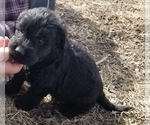 Small Photo #1 Labradoodle Puppy For Sale in JACKSON, MN, USA