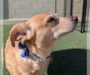 Chihuahua Dogs for adoption in Tempe , AZ, USA