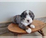 Small Photo #14 Miniature Bernedoodle Puppy For Sale in CUBA CITY, WI, USA