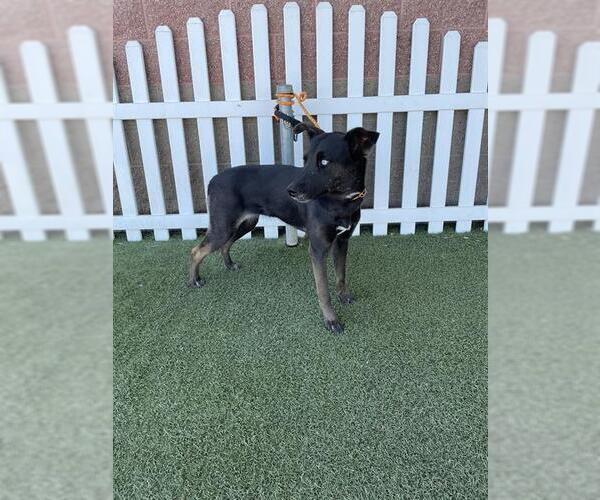 Medium Photo #1 Border Collie Puppy For Sale in Modesto, CA, USA