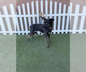 Border Collie Dogs for adoption in Modesto, CA, USA