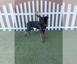 Small Border Collie