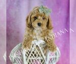 Small Photo #62 Poodle (Toy) Puppy For Sale in WARSAW, IN, USA