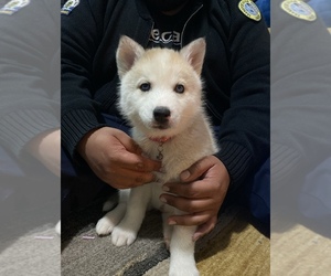 Alaskan Husky-Siberian Husky Mix Puppy for sale in LANCASTER, CA, USA