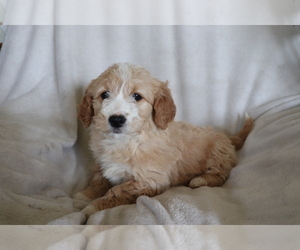 Goldendoodle (Miniature) Puppy for sale in SHILOH, OH, USA