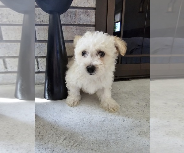 Medium Photo #5 Shih Tzu Puppy For Sale in ELMHURST, IL, USA