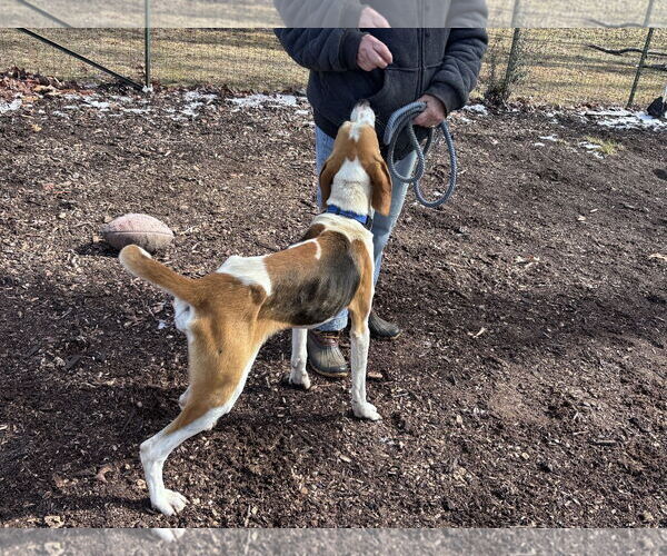 Medium Photo #7 Mutt Puppy For Sale in Rustburg, VA, USA