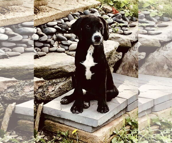 Medium Photo #6 Pointer-Unknown Mix Puppy For Sale in pomfret, CT, USA